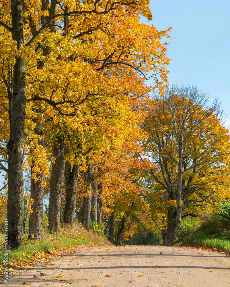Country road, lane with trees in autumn.