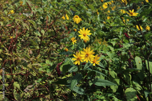 mellow yellow
