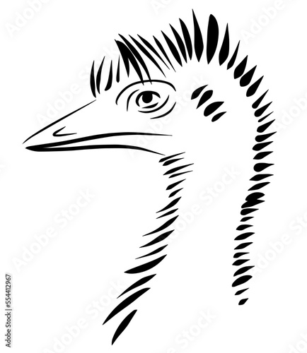 Ostrich emu head vector line illustration isolated on white