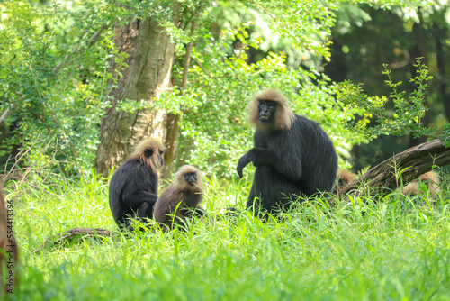 a groups of monkeys in forest photo