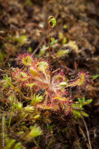 sundew, round-leaved sundew, roundleaf sundew, or common sundew, Drosera rotundifolia photo