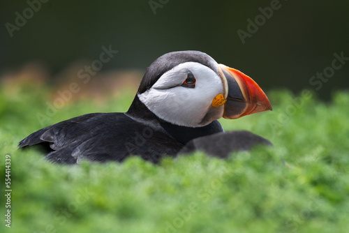 A low ground level portrait of an atlantic puffin as it lies low in the foliage © alan1951