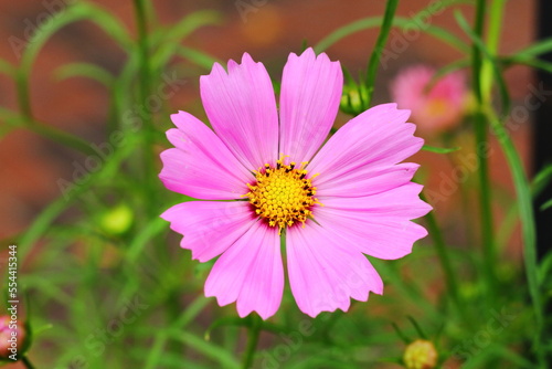 Pink Cosmos flower  sweet background  blurry flower background  light pink and deep pink cosmos