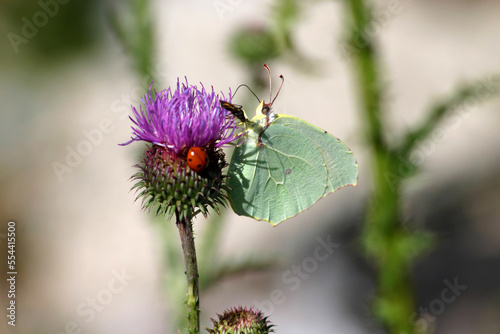 Jardins naturels - Parc national des Cévennes - Languedoc