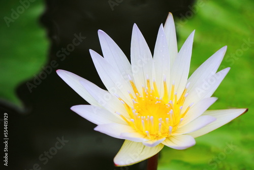 White Water Lily in a pond