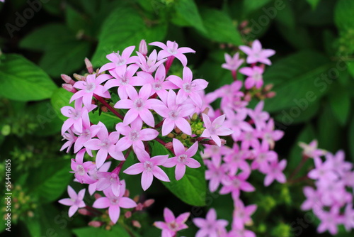 Image of beautiful pink pentas flowers in bloom in  a garden