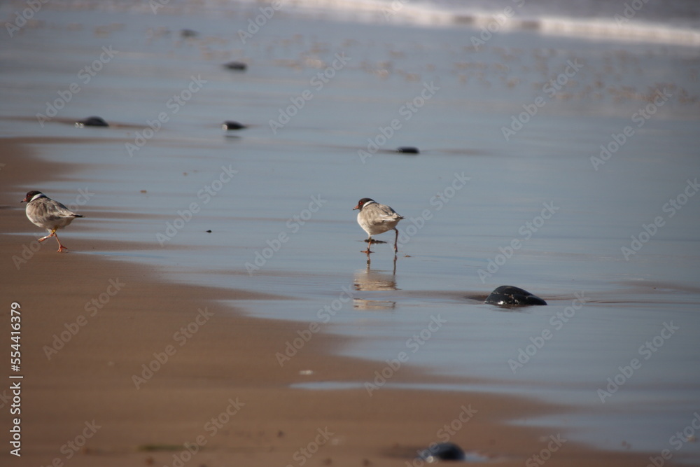 Hooded Plover, aka Hooded Dotterel, (Thinornis cucullatus), Surf Beach, Phillip Island, Victoria, Australia. Hooded Plover, aka Hooded Dotterel, (Thinornis cucullatus), Surf Beach, Phillip Island, Victoria, Australia.