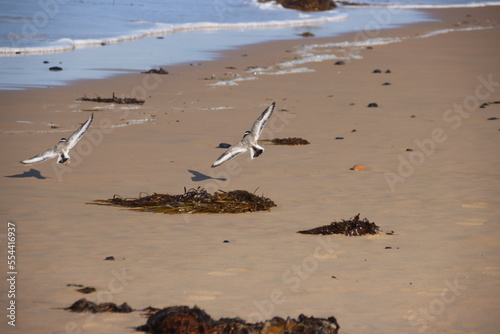Hooded Plover, aka Hooded Dotterel, (Thinornis cucullatus), Surf Beach, Phillip Island, Victoria, Australia. photo