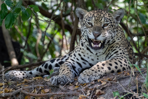 Snarling Jaguar in the Pantanal