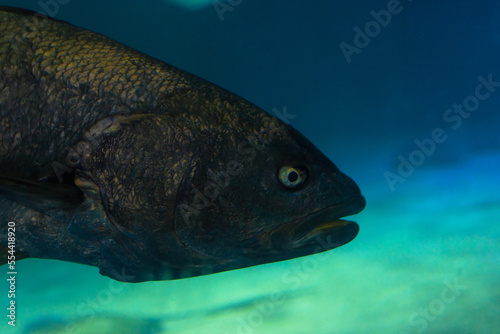 Close-up of the head of a green moray eel, Muraena helen, isolated on blue background with copy space