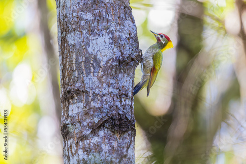 Lesser Yellownape (Picus chlorolophus) A little bird on the bark of the tree. photo