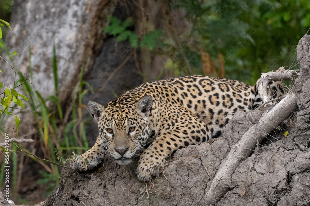Jaguar slouching on a dried muddy tree roo bole Jaguar slouching on a dried muddy tree roo bole