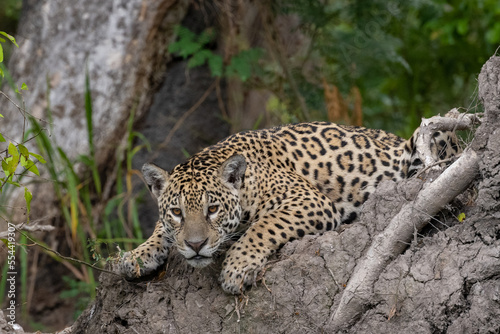 Jaguar slouching on a dried muddy tree roo bole