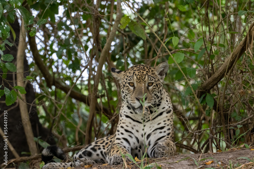 Alert jaguar lying a the b are of a fallen tree Alert jaguar lying a the b are of a fallen tree
