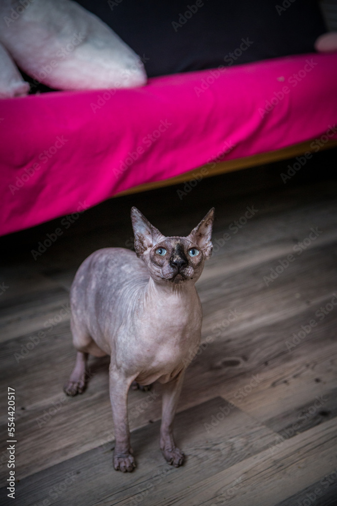 canadian sphynx at cat home