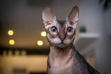 Don sphynx portrait at home in the cat house