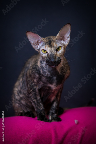 Konstfotografi sphynx peterbald portrait in home