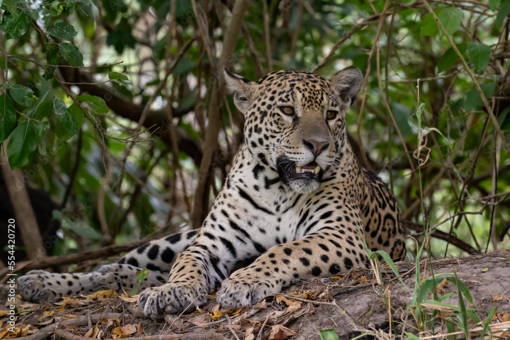 Jaguar resting on a muddy tree stump Jaguar resting on a muddy tree stump