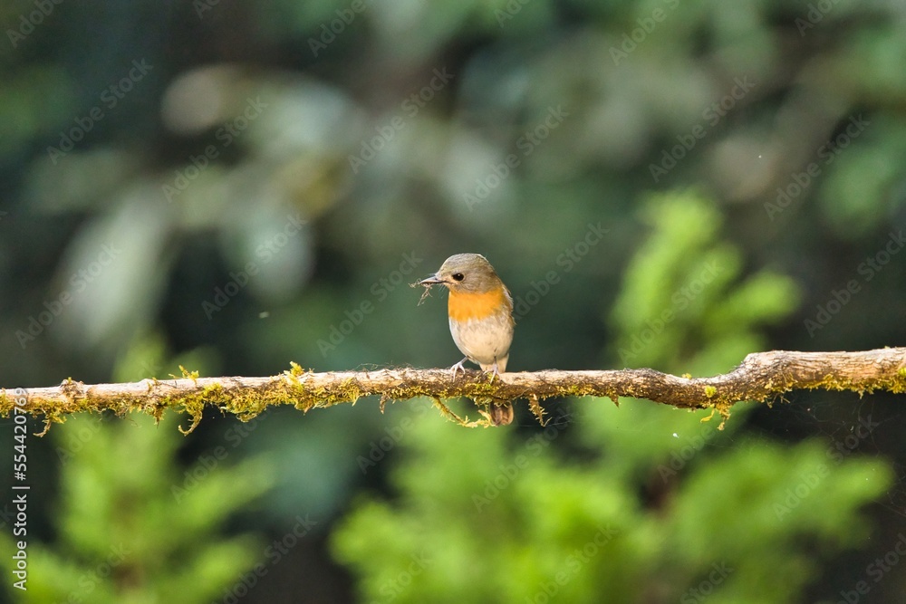 White bellied blue flycatcher female bird sitting on the branch of a tree. Amazing photo with beautiful background. Best to watch birds when they are in the beautiful background
White bellied blue flycatcher female bird sitting on the branch of a tree. Amazing photo with beautiful background. Best to watch birds when they are in the beautiful background