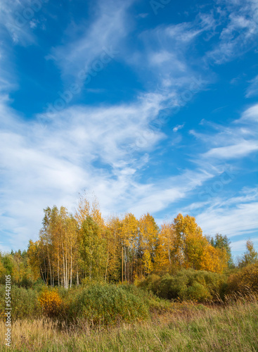 Beautifull autumn landscape with forest and blue sky.