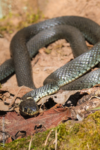 Close up at a Grass snake in the sunshine