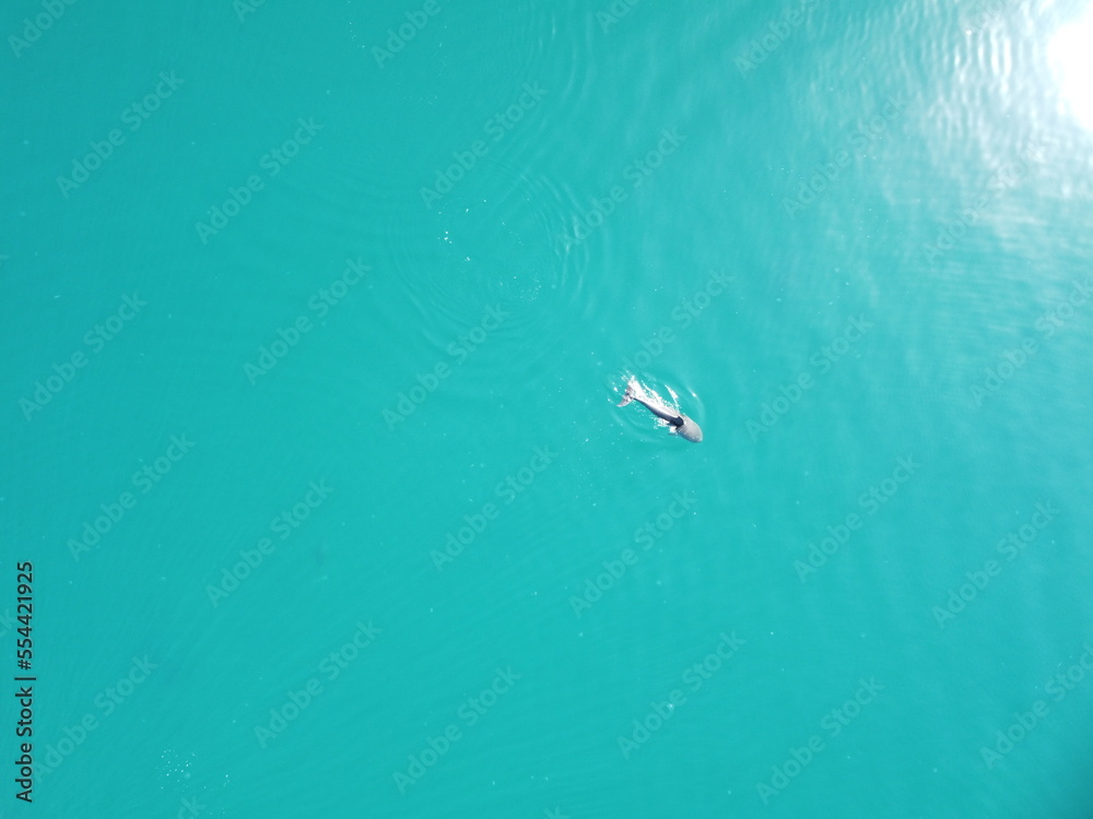 Aerial view of the dolphins slowly swimming in crystal clear calm turquoise waters. Group of endemic marine mammals migrating along coastline as seen from above.
