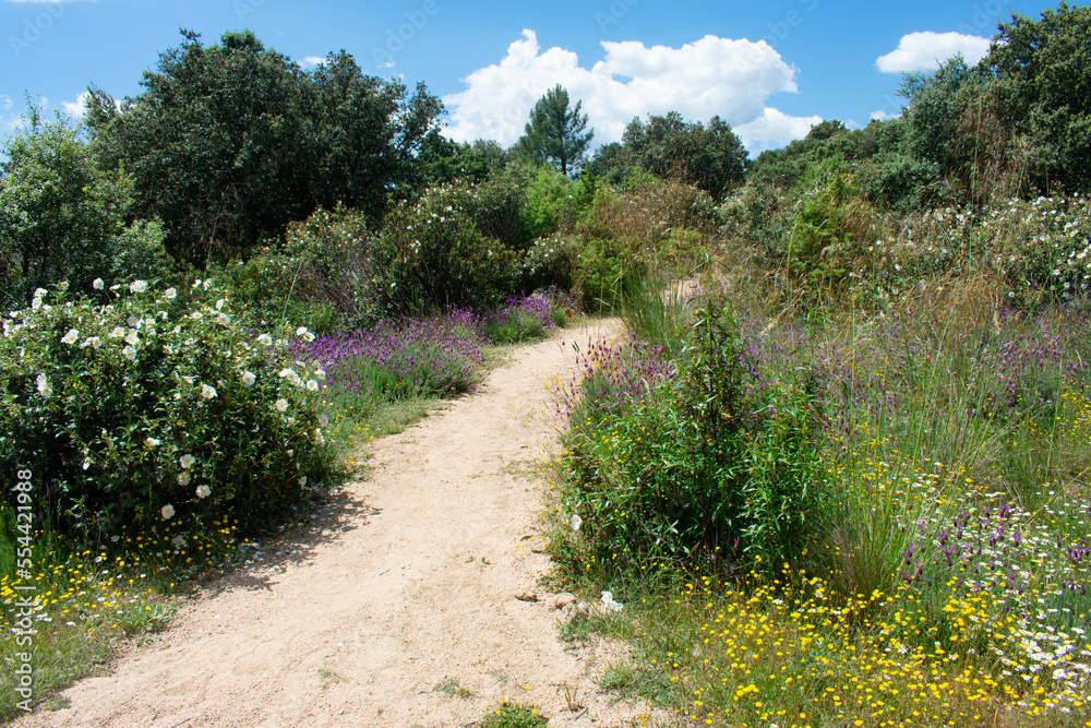 Path in the flower field