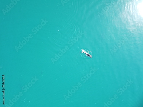 Aerial view of the dolphins slowly swimming in crystal clear calm turquoise waters. Group of endemic marine mammals migrating along coastline as seen from above. © panophotograph