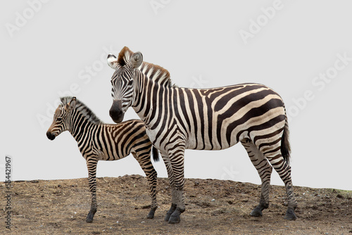 zebra standing on grey background.soft focus