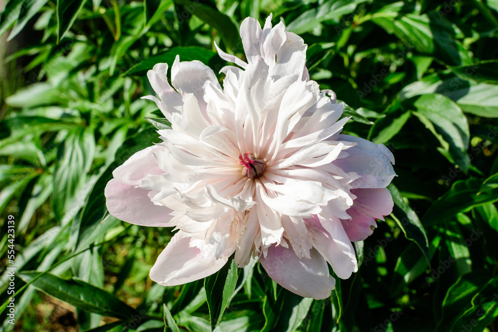 Obraz premium Bush with one large delicate white and pink peony flower and green leavesin direct sunlight, in a garden in a sunny summer day, beautiful outdoor floral background photographed with selective focus