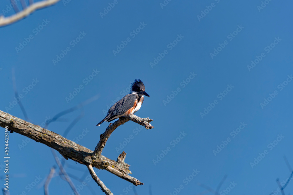 Belted Kingfisher (Megaceryle alcyon) in Wisconsin state park. Belted Kingfisher (Megaceryle alcyon) in Wisconsin state park.