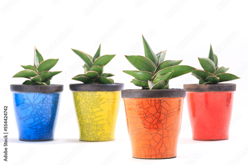 Obraz premium 観葉植物、サンセベリア・サムライドワーフの鉢植え【白背景】