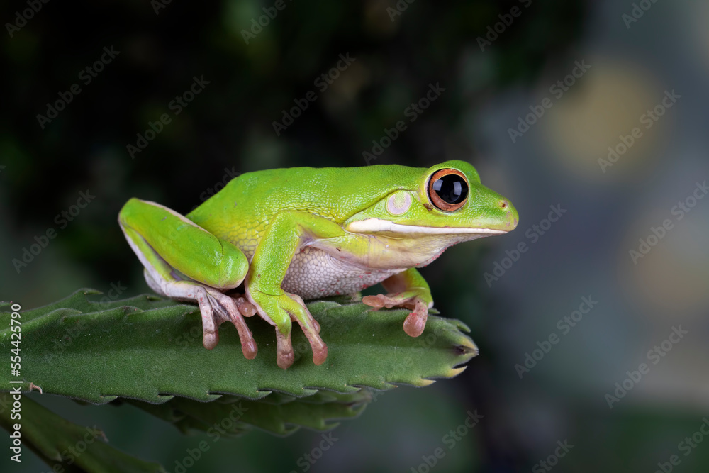White-lipped Tree Frog (Nyctimystes infrafrenatus) on cactus leaf. White-lipped Tree Frog (Nyctimystes infrafrenatus) on cactus leaf.