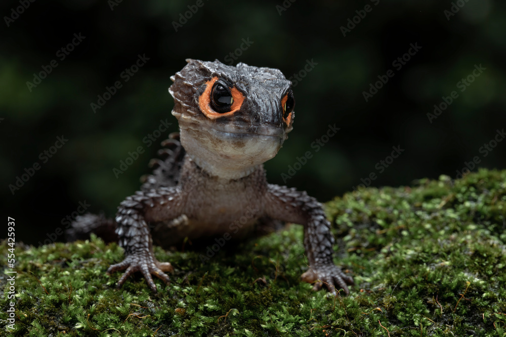 Red-eyed Crocodile Skink (Tribolonotus gracilis) on mossy rock. Red-eyed Crocodile Skink (Tribolonotus gracilis) on mossy rock.