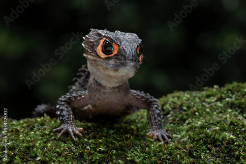 Red-eyed Crocodile Skink (Tribolonotus gracilis) on mossy rock.