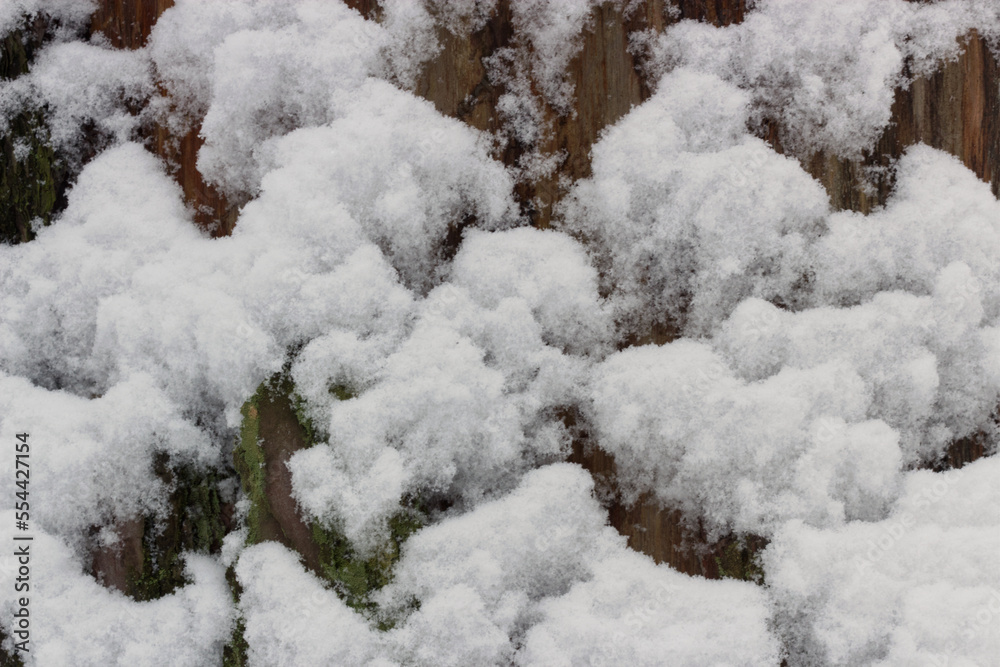 snow covered tree snow covered tree