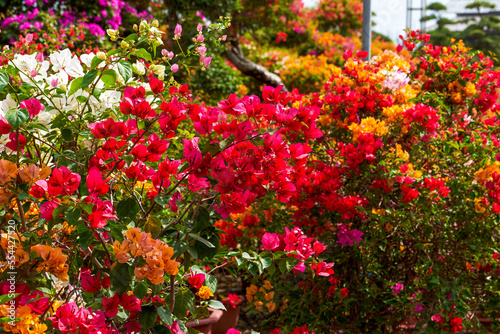 Beautiful blooming bougainvillea bougainvillea flowers of various colors in the garden