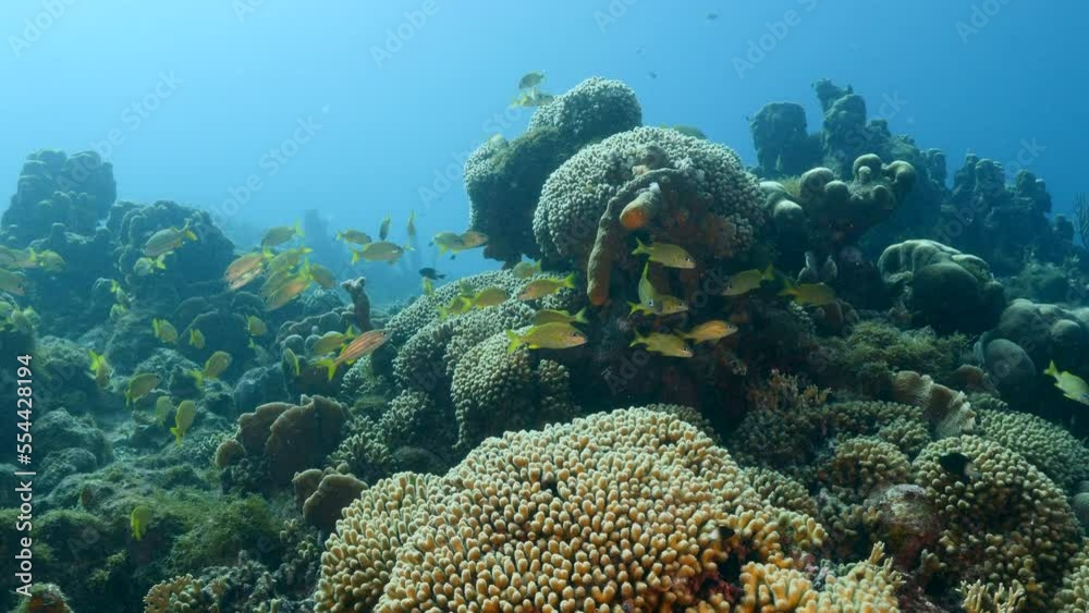 Seascape with School of Grunt fish in the turquoise water of coral reef in Caribbean Sea, Curacao Seascape with School of Grunt fish in the turquoise water of coral reef in Caribbean Sea, Curacao