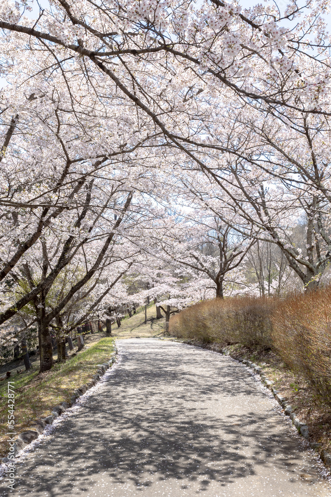 福島県三春町さくらの公園 福島県三春町さくらの公園