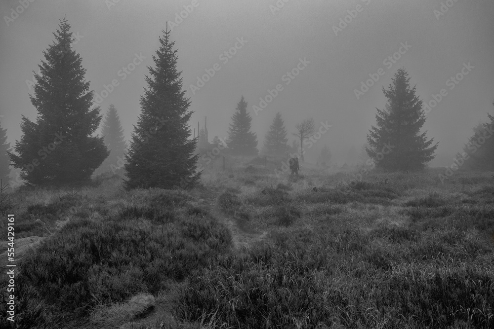 Obraz premium forest in the fog