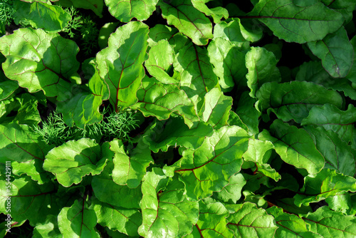 Growing young beetroot lettuce leaves chard. The concept of rural life and homemade vegetables. Texture photo