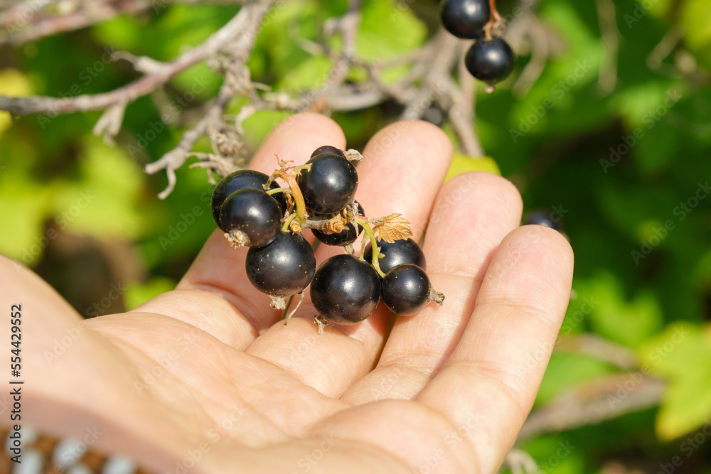 Black currant berry grows on a bush. Concept of growing your own organic food. Selective focus. Black currant berry grows on a bush. Concept of growing your own organic food. Selective focus.