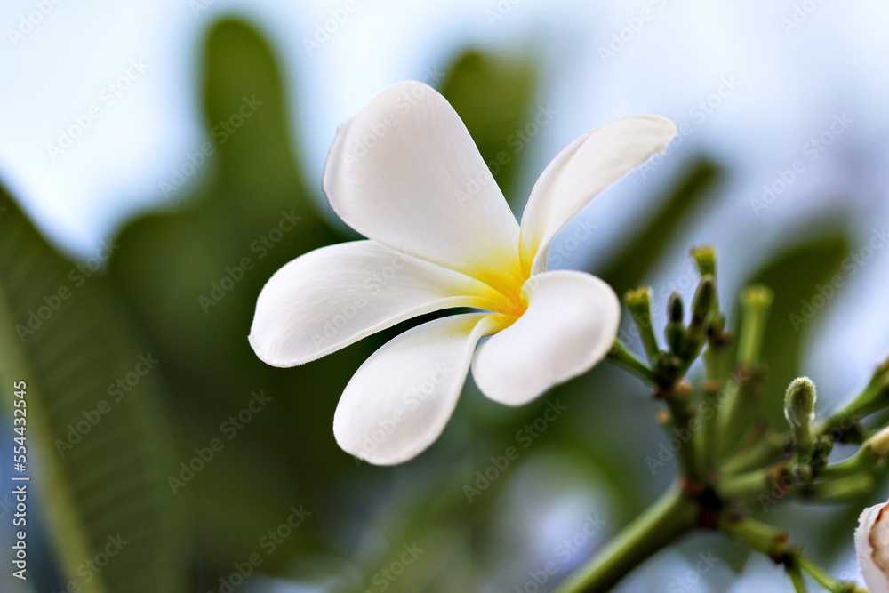 white frangipani flower on the tree