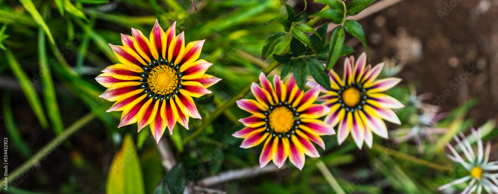 Three colorful flowers in a row, shallow depth of field Three colorful flowers in a row, shallow depth of field