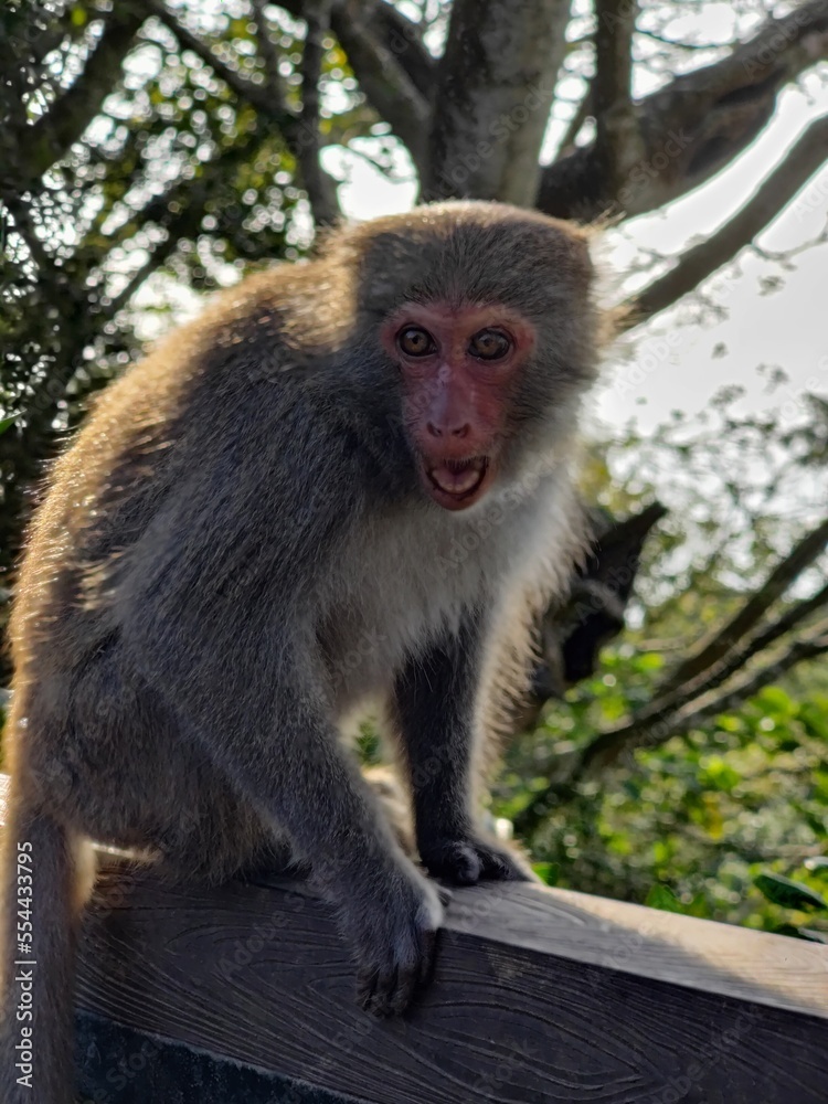 Fototapeta premium Formosan Rock Macaques on the Chai Mountain (柴山)