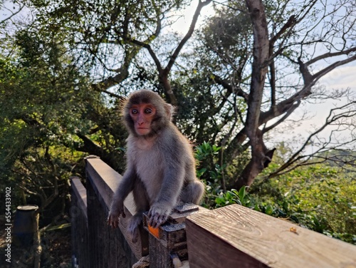 Formosan Rock Macaques on the Chai Mountain (柴山) #12 photo