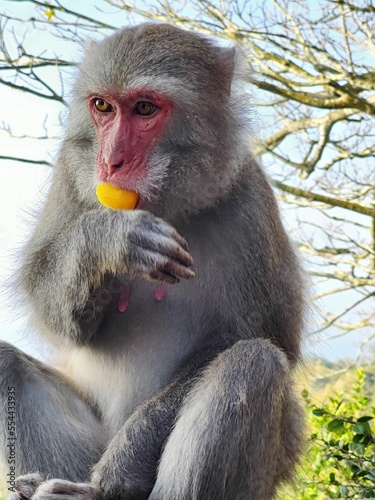 Formosan Rock Macaques on the Chai Mountain (柴山) #16 photo