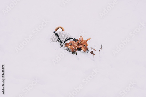 Error 404 Page Not Found Concept. Young Funny Dogs Red Brown Miniature Pinscher Pincher Min Pin Playing And Running Outdoor In Snow, Winter Season. Pet Concept. Pinschers On Winter Walk. Copyspace.