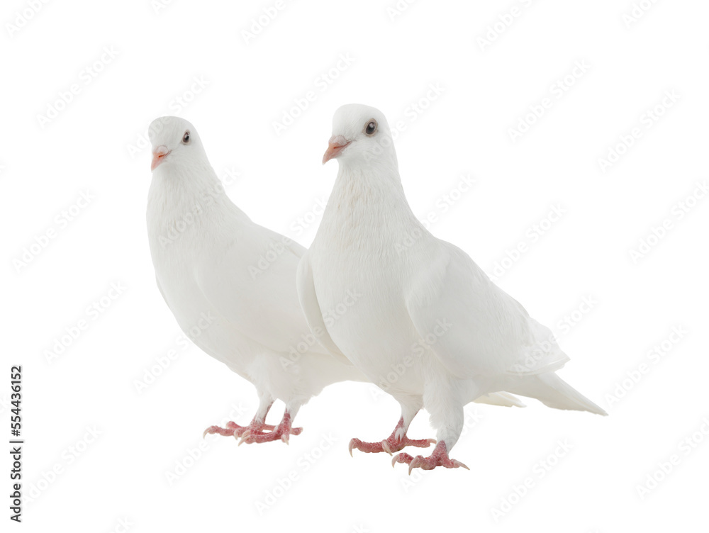 two white doves isolated on a white background