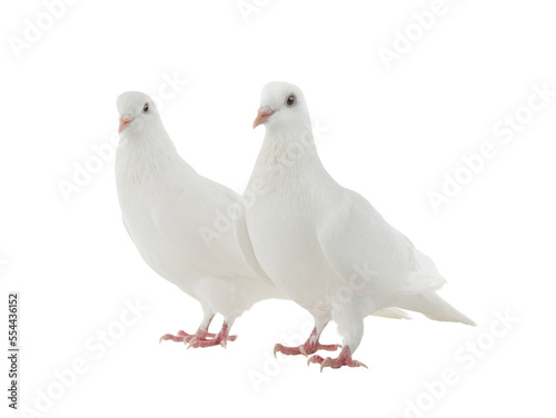 two white doves isolated on a white background
